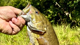 Bait Finesse fishing for Smallmouth Bass [upl. by Ora]