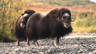 Musk Ox Video Footage [upl. by Raval]