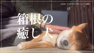 箱根の癒し犬（ふれあいどうぶつランドだっこして！ZOO！） [upl. by Auqinom]