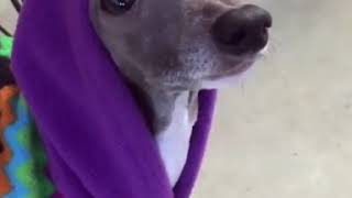 Italian Greyhound makes the funniest noises [upl. by Asaeret]