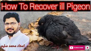 How To Treat ill Pigeon amp 💯 Successful Recover within 23 days [upl. by Linda157]