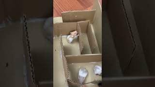 Meşhur labirent vs 8 hamster 🐹 maze babyhamster [upl. by Lias]