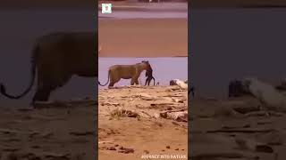 What Happens When a Baboon Teases a Lion [upl. by Nahtnahoj828]