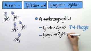 Lytischer und Lysogener Zyklus bei Viren  Biologie  Genetik [upl. by Idihsar]