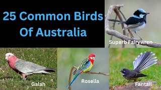 25 Common Birds of Australia [upl. by Daberath]