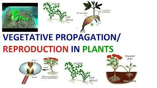 Vegetative Propagation  Natural And Artificial Vegetative Propagation [upl. by Callida]