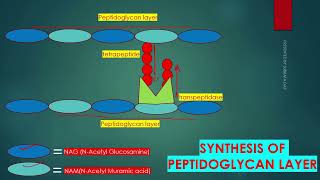 PEPTIDOGLYCAN SYNTHESIS IN BACTERIAL CELL WALL IN ENGLISH [upl. by Greyso]