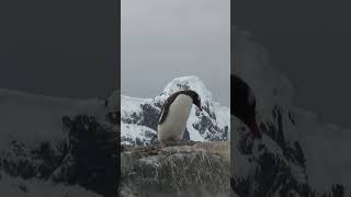 Watch a Gentoo Penguin Build Its Nest  South Georgia and Antarctic Peninsula Trip 2025 [upl. by Prussian]