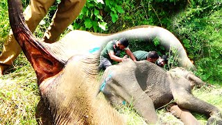 Elephant injured with shattered jaw after being a victim from crude mouth bomb Received treatment [upl. by Eislrahc170]