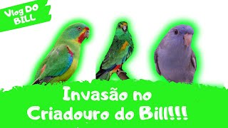 CARAVANA INVADINDO O CRIADOURO DO BILL [upl. by Ikilisav]