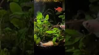 Overcrowded Community Tank 😎 [upl. by Lasyrc64]