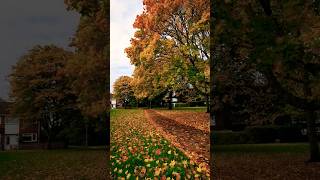 Riot of colours in the autumn in UK autumn nature shorts [upl. by Yrram821]