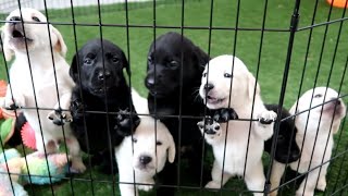 LABRADOR PUPPIES TRY FOOD FOR 1ST TIME [upl. by Patsy850]