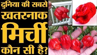 क्या होता है Scoville Scale जो मिर्च की Spiceness बताता है The Lalalntop [upl. by Zimmermann363]