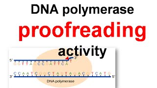 DNA polymerase proofreading [upl. by Furlong752]