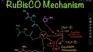 RuBisCO Carboxylation Mechanism in the Calvin Cycle  Biochemistry [upl. by Ahtar589]