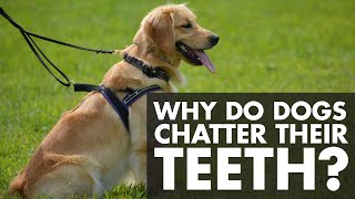 Why Do Dogs Chatter Their Teeth [upl. by Gosser]