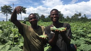 How to Begin Okra Farming and why its profitable [upl. by Tnecnev682]