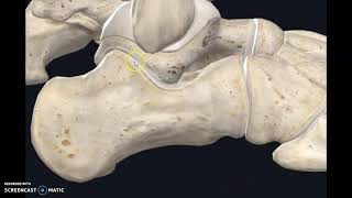 Subtalar joint  Part 1 [upl. by Faulkner]