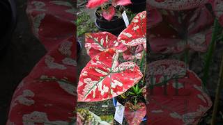 “Awardwinning” caladiums in 🇹🇭caladium caladiumlovers aroids garden caladiumhybrid plants [upl. by Errol]