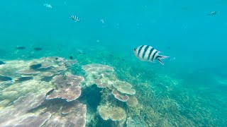 Snorkeling on Coral Island Malaysia [upl. by Galina]