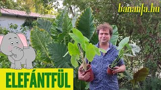 Miért szeretjük az elefántfüleket Alocasia Colocasia Leucocasia Xanthosoma [upl. by Wylie44]