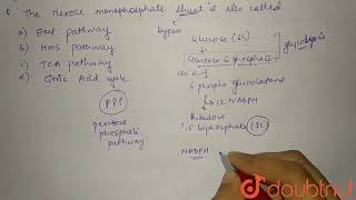 The hexose monophosphate shunt is also called  CLASS 12  RESPIRATION OF PLANTS  BIOLOGY  Dou [upl. by Paske133]