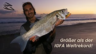 Rekord Gefleckter Wolfsbarsch Gran Canaria  Spotted Seabass vom Strand [upl. by Enneiluj]