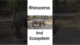 Rhinoceros And Ecosystem  Gainda or Ecosystem  What Does A Rhinoceros Eat  Gainda Kya Khata Hai [upl. by Eibreh]