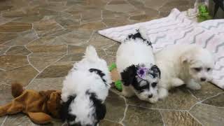 Morkie Puppies For Sale [upl. by Gerg]