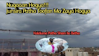 Toofan Na Nuqaaan Kr dia  Junsira Patha Toofan ki Nazar Hogya  azkhanpigeon [upl. by Muriel]