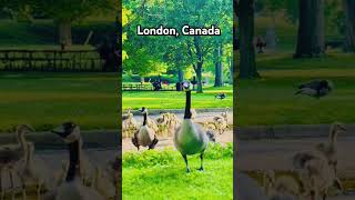 Spring bank Park in London Canada shorts 🦢🦩👌 birdparknatureOntario🦤 [upl. by Waylan14]