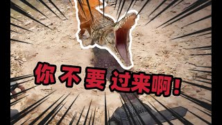 疑似兩名印度男子在非禮鱷魚……【三角洲行動】 [upl. by Kerekes]