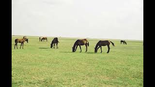 JAN VAN DER ROOST  Puszta Four Gipsy Dances PART Ⅰ [upl. by Hamrah]