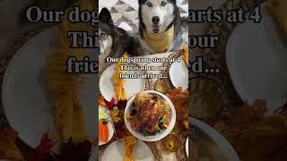 My huskies invited their friends for Thanksgiving 😂 shorts [upl. by Cigam]