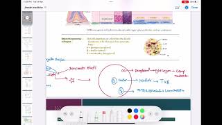 pancreas anatomy and physiology endocrinology 4  First Aid USMLE Step 1 in UrduHindi [upl. by Cyndi805]