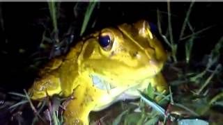 Indian Bullfrog in mating colour all set to impress the lady [upl. by Ahsinaj984]