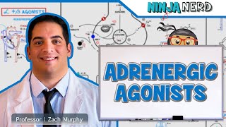 Autonomic Pharmacology  Adrenergic Agonists [upl. by Nwahs794]