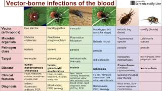 Vectorborne infections of the blood [upl. by Lory]