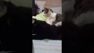 estou abraçando a gatinha  gatinhos bonitinhos e fofinhos [upl. by Niobe311]