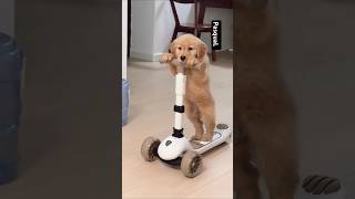 Çok tatlı köpüş 🥰😞 cutedog dogs cute funny funny müzik tiktok kedi şarkı dans doglover [upl. by Nugesulo656]