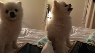 Adorable Pomeranian Puppy SNEEZES  Whats Trending Now [upl. by Farrington]