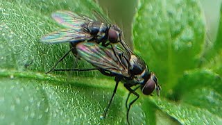 Exposure when a fly invites its mate to mate  Direct entry [upl. by Reilly]