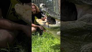 Big Alligator BITES short shorts animal wildlife nature reptiles alligator chicken [upl. by Etnwahs]