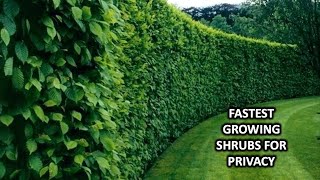 FAST GROWING SHRUBS AND BUSHES FOR CREATING PRIVACY [upl. by Bocock]