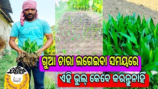 Do not make these mistakes while planting betel nut treeଗୁଆ ଚାରା ଲଗେଇବା ସମୟରେ ଏହି ଭୁଲ୍ କରନ୍ତୁନାହିଁ [upl. by Nodnarbal]