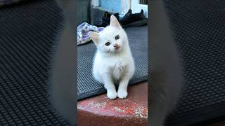 cat cute catlover funny animals [upl. by Claudio999]