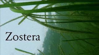 Zostera Documentary [upl. by Wauters100]