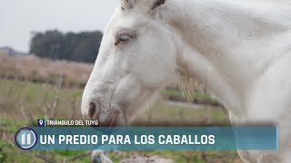 Un predio para los caballos [upl. by Anoi]