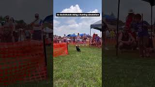 3x Dachshunds go on a Hunting Simulation🤯🥹dachshund puppy doggo hunting [upl. by Meredeth]